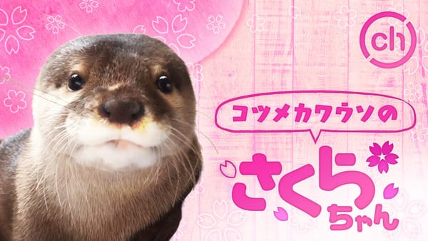 コツメカワウソ sddefault.jpg